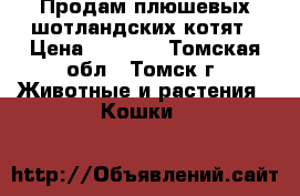 Продам плюшевых шотландских котят › Цена ­ 5 000 - Томская обл., Томск г. Животные и растения » Кошки   